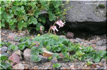 可憐な紅色 「高山植物の女王」と称されるコマクサ(駒草)