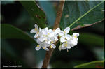 白い花色が控えめな銀木犀　水仙に似た芳香が清々しい