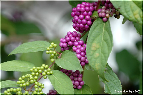 緑の実が熟して可愛い紫の実に変身！ コムラサキシキブ