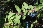紫色の丸い実がまばらに付く　ムラサキシキブ（紫式部）