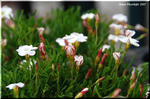 紅白縞々のパラソル 冬のオキザリス 「ウェルシコロル」