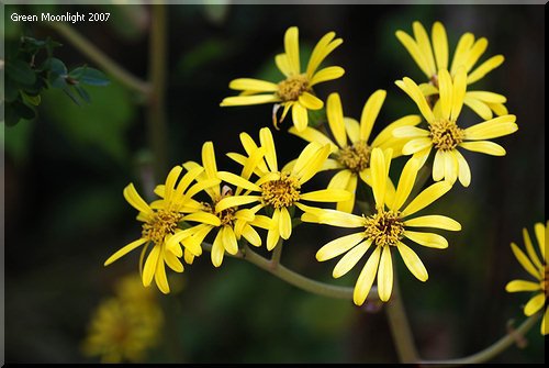 初冬に嬉しい輝く黄色い花　庭の隅に咲くツワブキ（石蕗）