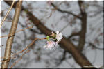 薄紅色で多花弁を持つ十月桜は気の長い咲き方をします