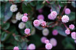 ピンクの花が地面を覆う 花期が長くて丈夫なヒメツルソバ