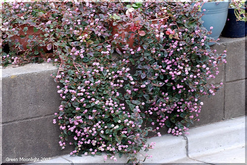 ピンクの花が地面を覆う 花期が長くて丈夫なヒメツルソバ