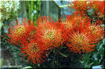 お馴染み！南アフリカの不思議植物　赤いピンクッション