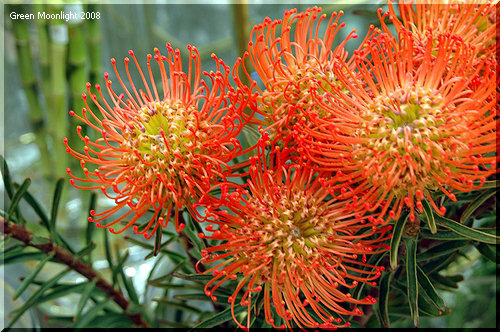 お馴染み！南アフリカの不思議植物　赤いピンクッション
