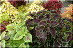 独特で多彩な色の組み合わせが花壇を飾る　コリウス