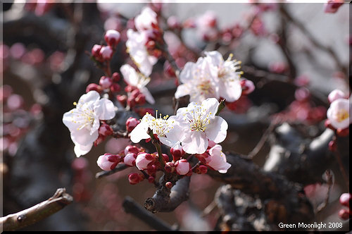 桜に追いつかれそう　懸命に淡い花を競い咲かせる紅梅