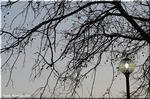 並木には向かないプラタナス　アメリカスズカケノキの巨木