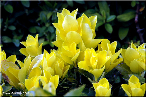 春、鮮やかな黄金色の葉が彩り賑わう　オウゴンマサキ