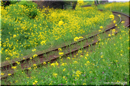 菜の花が咲く小さな町 ゆったりと曲がっていく線路にて