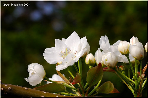 明るい日差しを受けて凛々しい白い花を咲かせる梨の花
