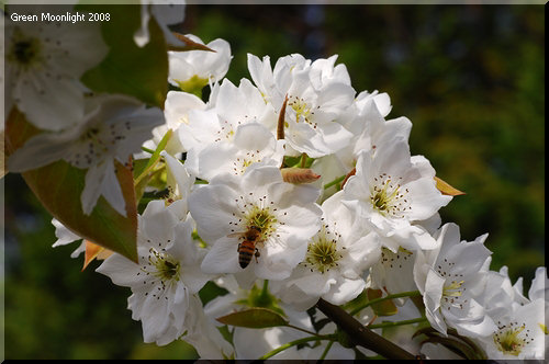 明るい日差しを受けて凛々しい白い花を咲かせる梨の花