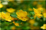 鮮やかな黄金色の花が重そうな程に咲くヤマブキ（山吹）