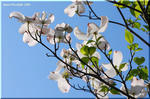 桜後の街角をさりげなく彩る淡い色の花木　ハナミズキ