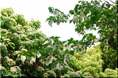 中国から来た変わりダネ植物　大人気の「ハンカチの木」