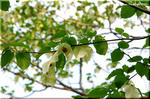 中国から来た変わりダネ植物　大人気の「ハンカチの木」