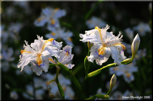 小さめの花を次々に咲かせる森林の淡いアヤメ　シャガ
