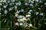 小さめの花を次々に咲かせる森林の淡いアヤメ　シャガ