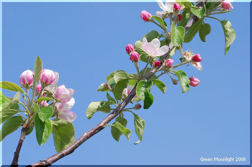 澄んだ青空によく似合う赤みを帯びたりんごの白い花