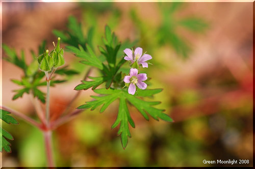 淡い紅色の小さな花を咲かせる帰化植物　アメリカフウロ