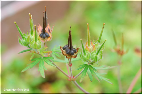 淡い紅色の小さな花を咲かせる帰化植物　アメリカフウロ