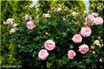 堂々とした蔓性薔薇のスター　ピエール・ドゥ・ロンサール