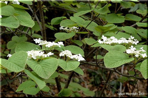 ガクアジサイに似た白い花を咲かせる低木 オオカメノキ