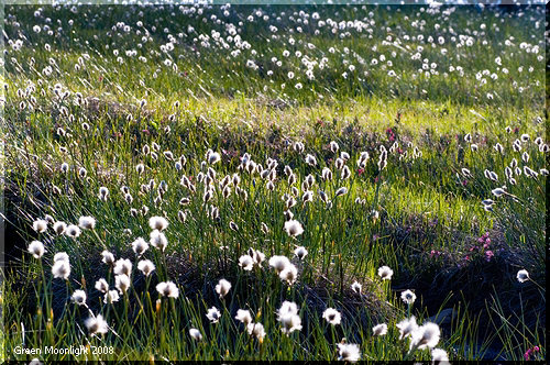 風になびく白い綿毛 高層湿原と風情あるワタスゲの群落