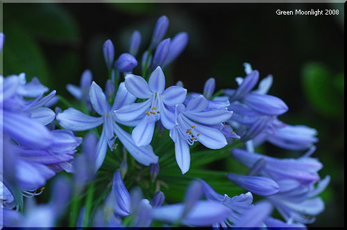 夏の初めに咲き始めるブルーな「愛の花」 アガパンサス