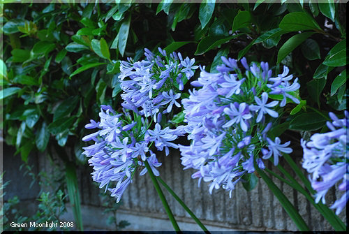 夏の初めに咲き始めるブルーな「愛の花」 アガパンサス