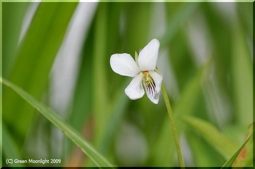 初夏に平地の湿原に咲く、草丈の高い変り種　タチスミレ