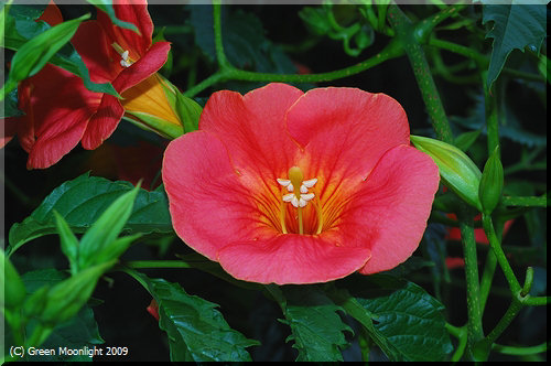 夏イメージで橙色の花をつける　ノウゼンカズラ(凌霄花)