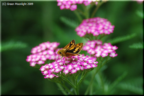 昆虫を呼び寄せる 紅花のセイヨウノコギリソウ(西洋鋸草) 