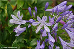 梅雨時を静かに彩るロイヤルブルーの花 アガパンサス