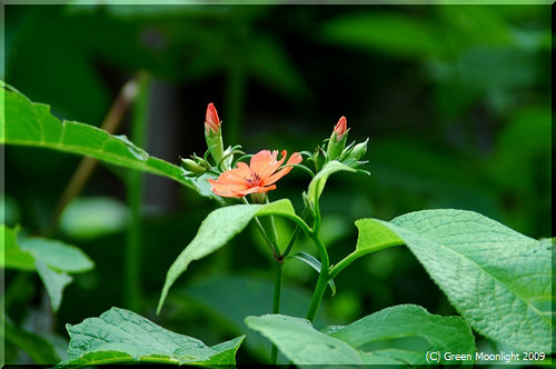 夏の訪れを知らせる橙色のフシグロセンノウ(節黒仙扇)