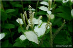開花に合わせて、花に近い葉を白くするハンゲショウ
