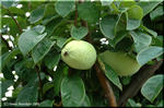バラ科のカリン(花梨)はリンゴやボケに似た果実を付ける