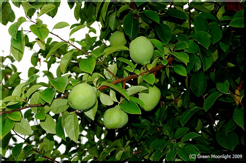 バラ科のカリン(花梨)はリンゴやボケに似た果実を付ける