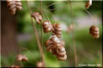 ひょうきんなコバンソウ(小判草)は鑑賞用のイネ科植物