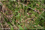 ひょうきんなコバンソウ(小判草)は鑑賞用のイネ科植物