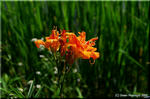 ヤブカンゾウ(薮萓草)は民家周辺で橙色の花を咲かせる