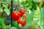 ミニトマトは育てて楽しく、栄養価の高い美味しい野菜です