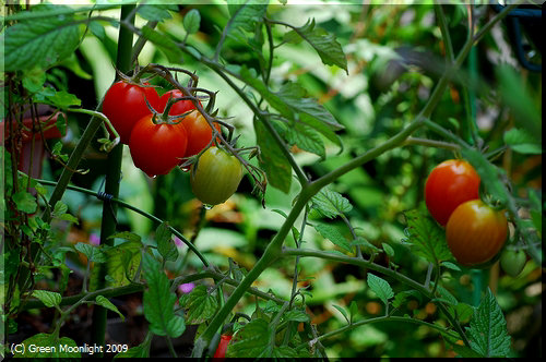 ミニトマトは育てて楽しく、栄養価の高い美味しい野菜です