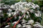 シシウドは高原に群生して白い花を咲かせる大きな草
