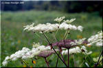シシウドは高原に群生して白い花を咲かせる大きな草