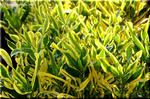 輝く観葉植物 クロトン・キラセン(キンセンコウ金仙黄)