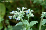 剛毛の青い星ボリジ 芳香が良く食用になり薬効もある