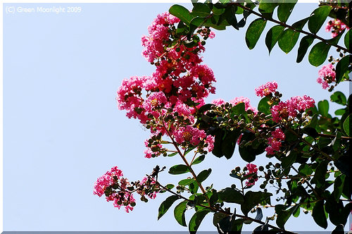 明るいサルスベリ(百日紅)の花は夏の青空に良く似合う